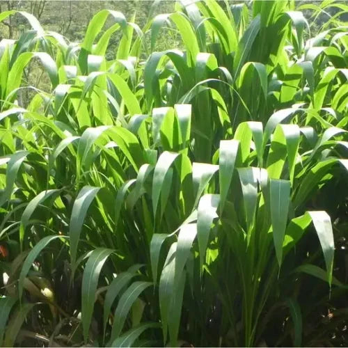 Semilla de pasto Cuba 22