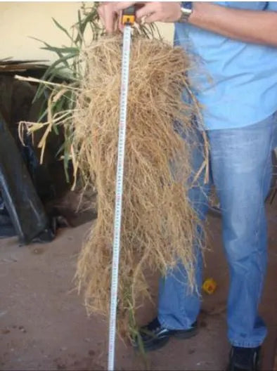 Semilla pasto mulato 2