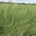 Semilla pasto Humidicola