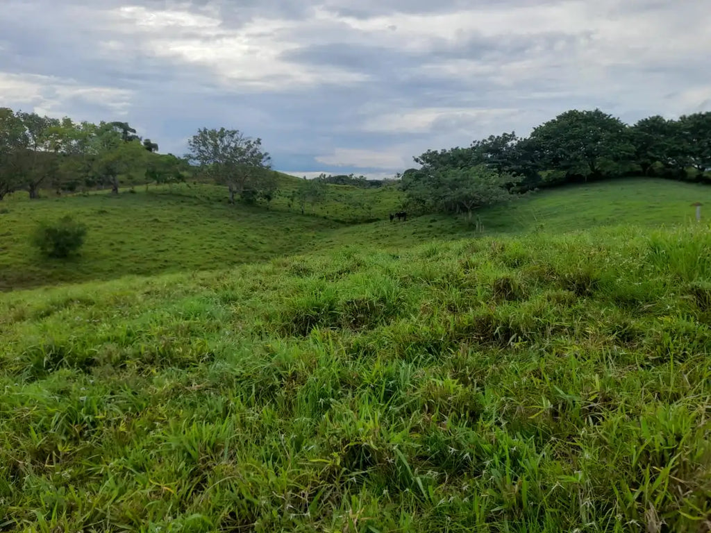 Semilla pasto mulato 2