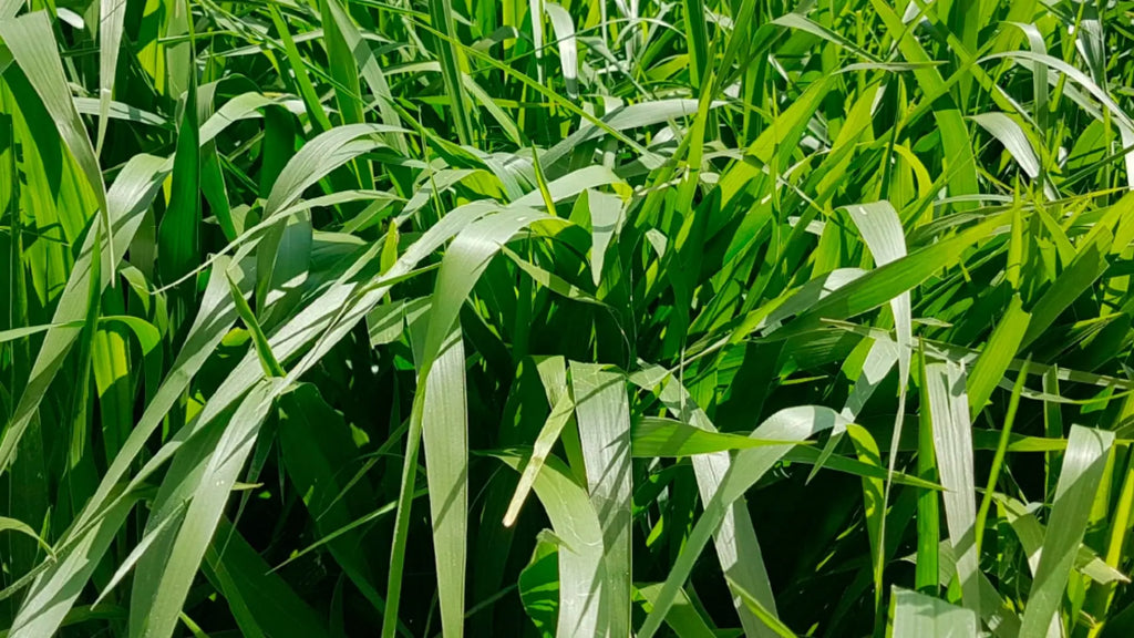 Semilla de pasto Brachiaria decumbens
