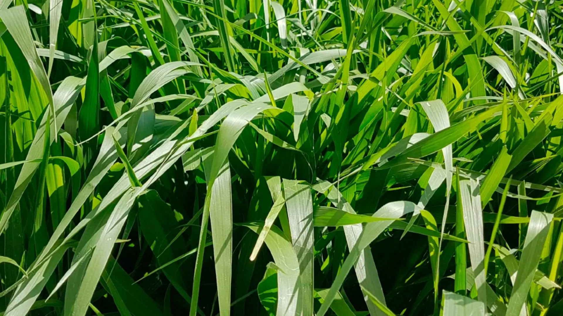 Semilla de pasto Brachiaria decumbens