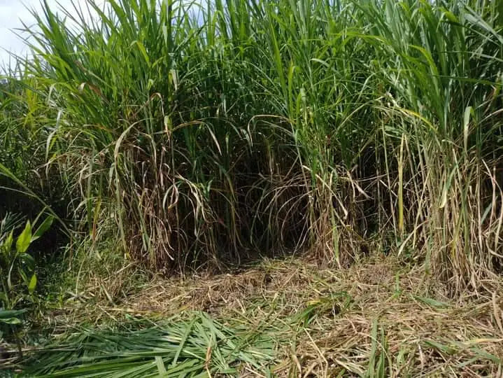 Semilla de Caña forrajera