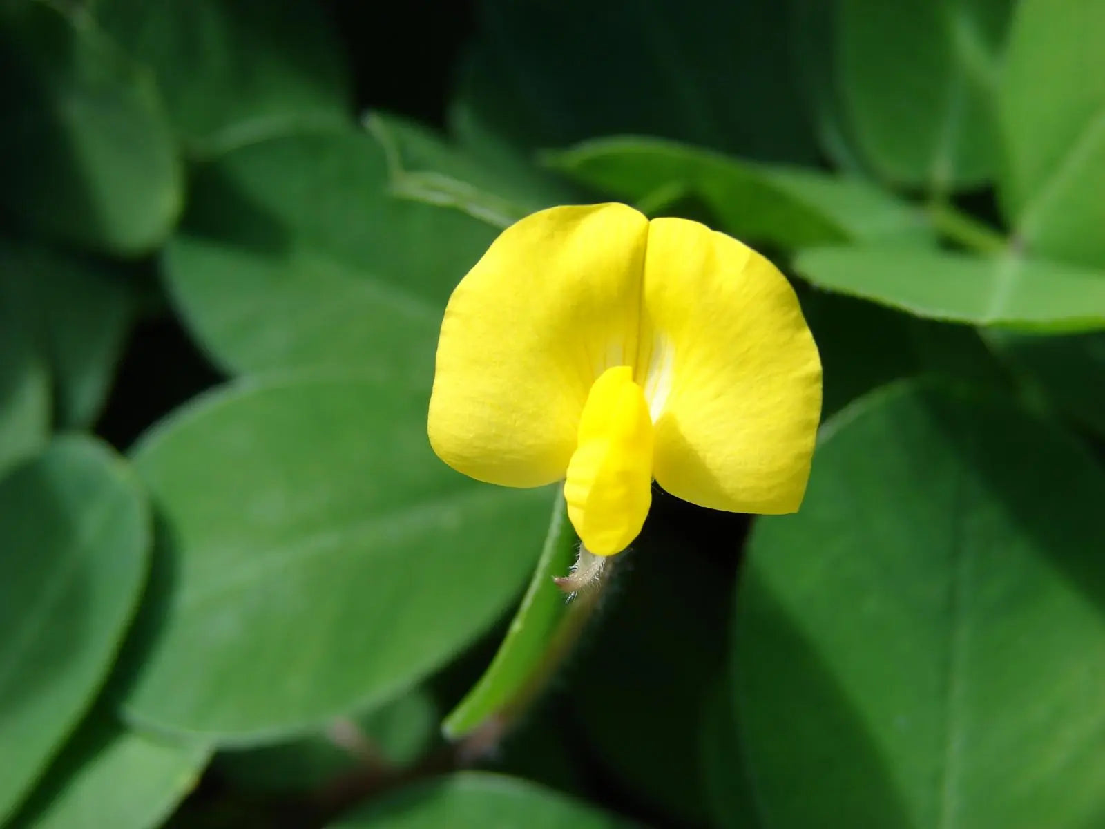 Semilla de Maní forrajero