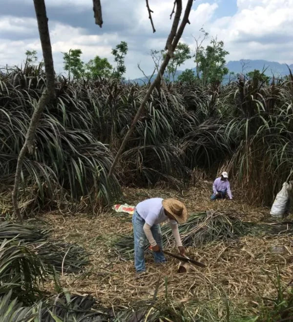 Semillas de pasto King Grass