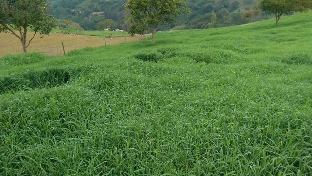 Semilla de pasto Tifton-85