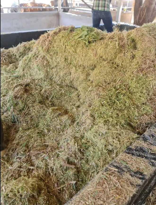 Semillas de pasto King Grass