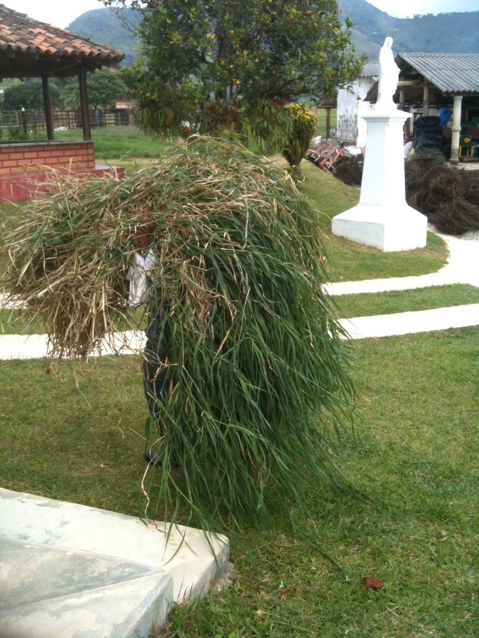 Semilla de pasto Tifton-85