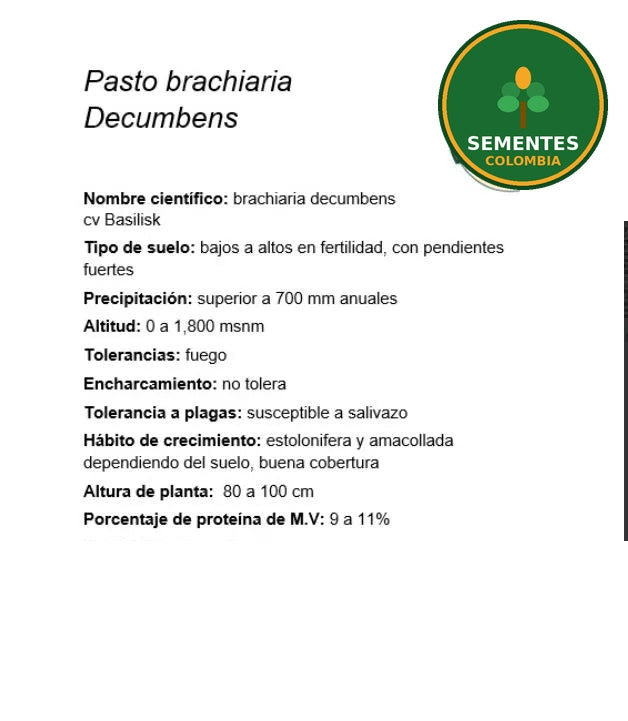 Semilla de pasto Brachiaria decumbens