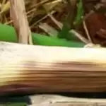 Semilla de pasto Cuba 22