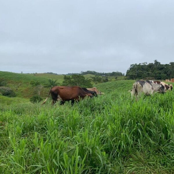 Semilla pasto mulato 2