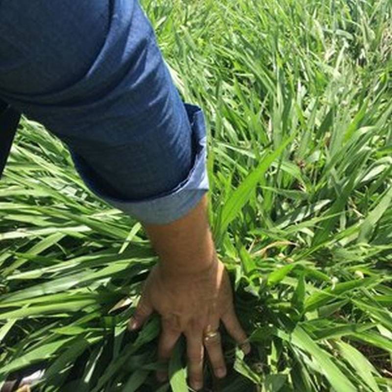 Semilla pasto mulato 2