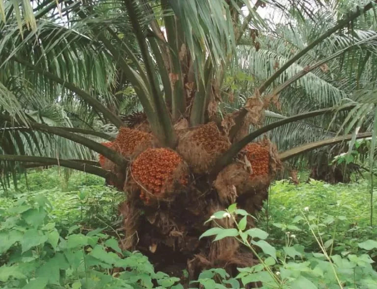 Semilla de Kudzú tropical