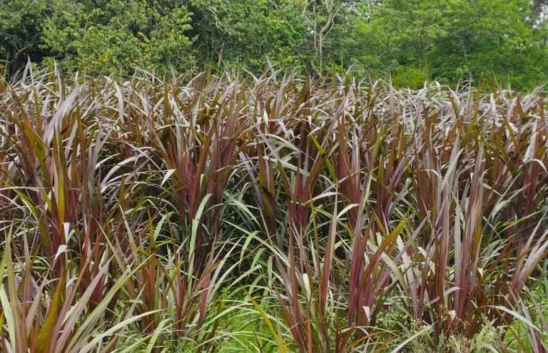 Semillas de pasto King Grass