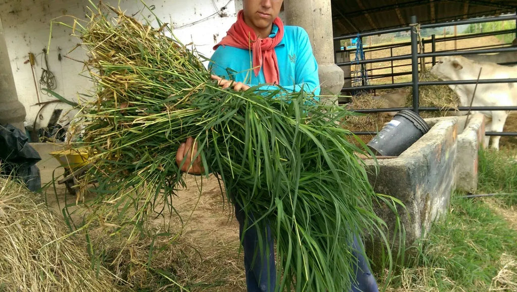 Semilla de pasto Tifton-85