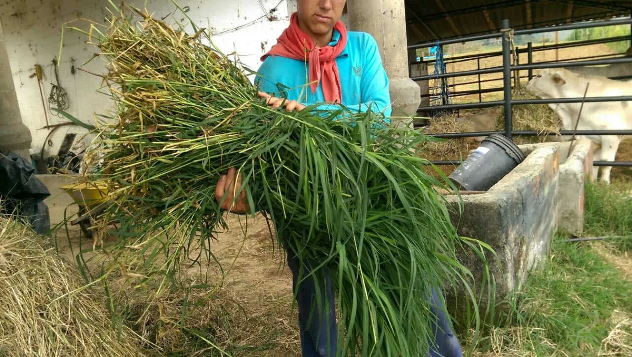 Semilla de pasto Tifton-85