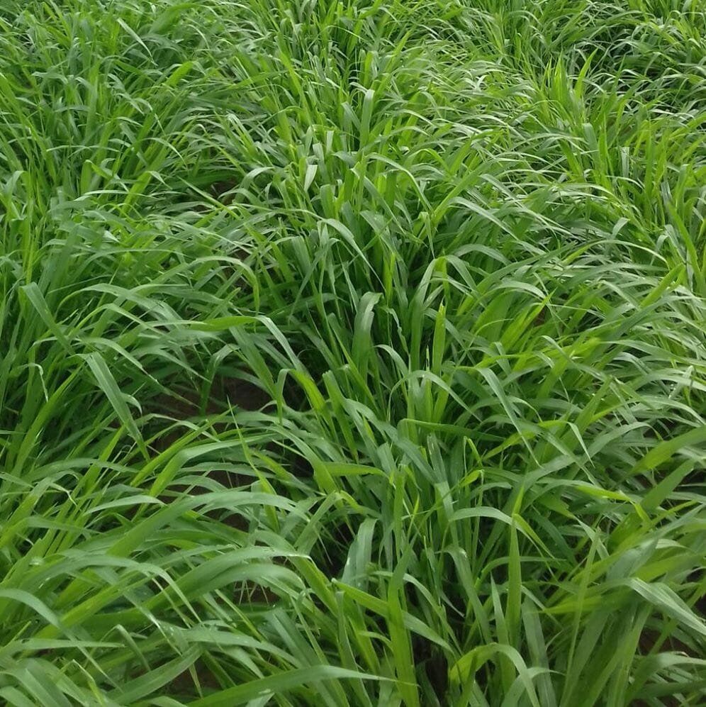 Semilla de pasto Brizantha Marandú
