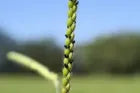 Semilla de pasto Brachiaria decumbens