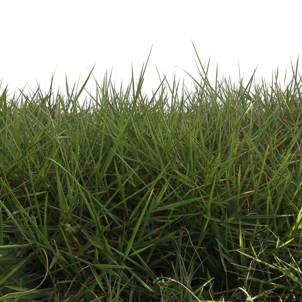 Semilla de pasto Llanero Brachiaria Dictyoneura