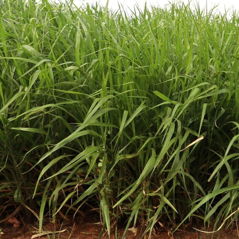 Semilla Brachiaria Ruziziensis 1 kg