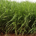 Semilla Brachiaria Ruziziensis 1 kg