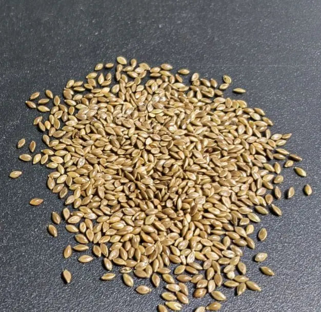 Semilla de pasto Brizantha Marandú