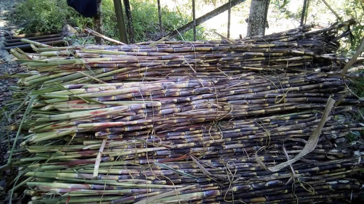 Semilla de Caña forrajera