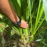 Semilla de pasto Clon 51