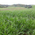 Semilla de pasto brizantha Toledo