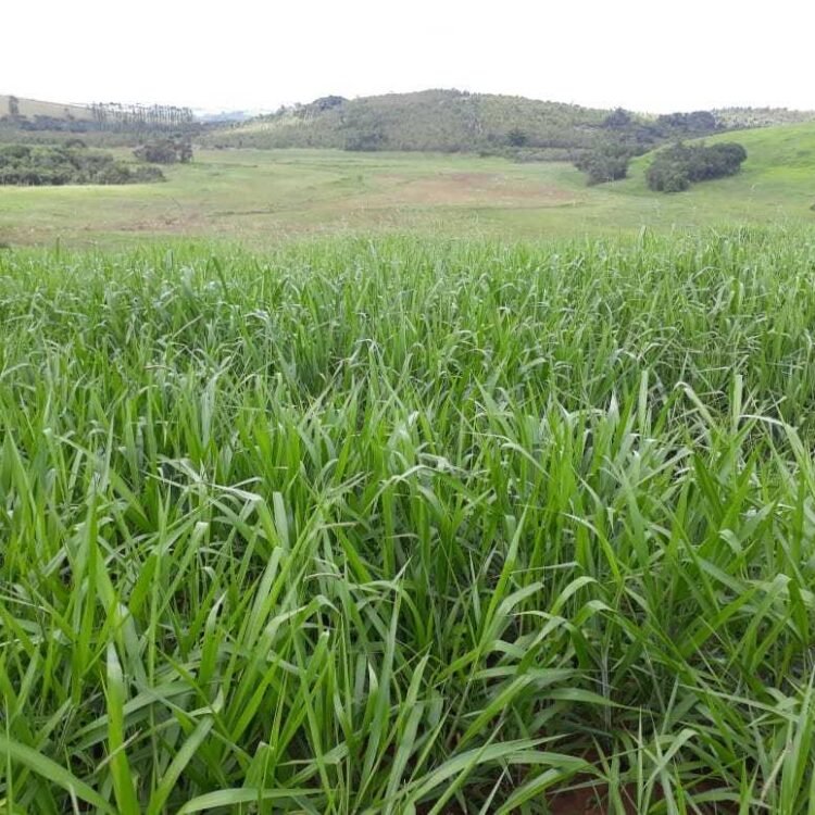 Semilla de pasto brizantha Toledo