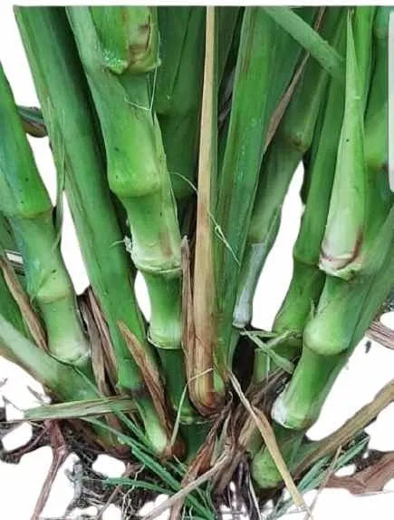 Semilla de pasto Clon 51