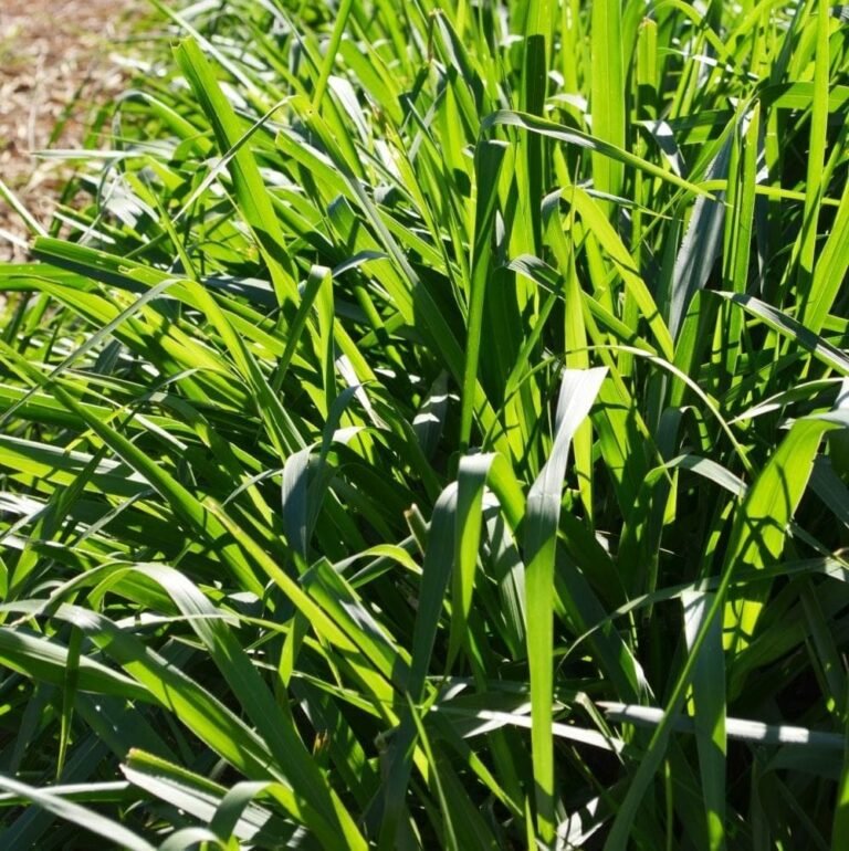 Semilla de pasto brizantha Toledo