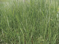 Semilla de pasto Llanero Brachiaria Dictyoneura