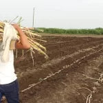 Semilla de pasto Maralfalfa