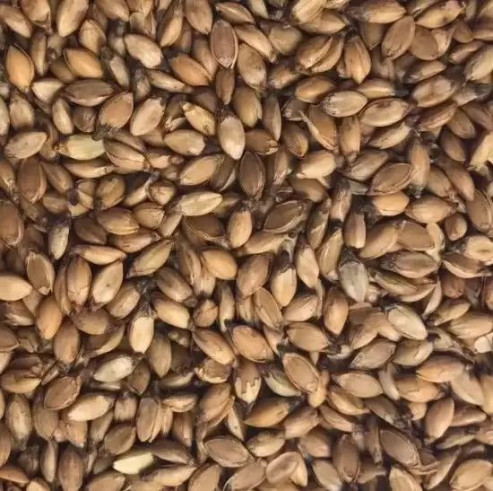 Semilla pasto Humidicola