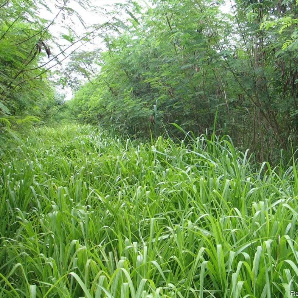 Semillas de Mombasa