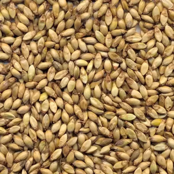Semilla pasto Humidicola