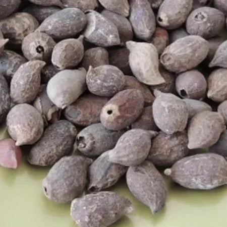 Semilla de Maní forrajero