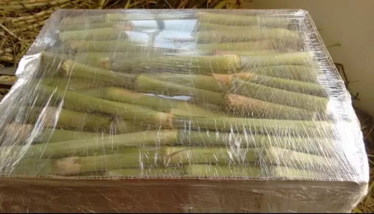 Semilla de pasto Maralfalfa