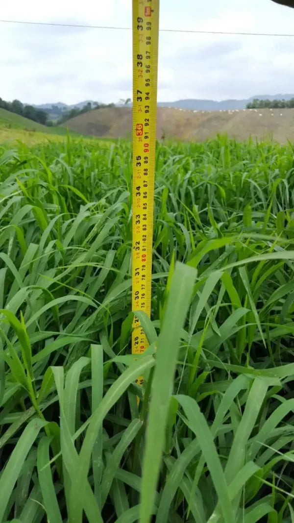 Semilla de pasto Tifton-85