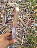 Semillas de pasto King Grass
